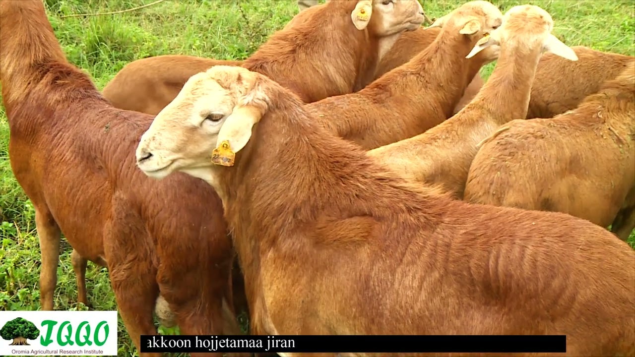 Fooyyeessa Sanyii Hoolaa Horroo (Baakkoo)