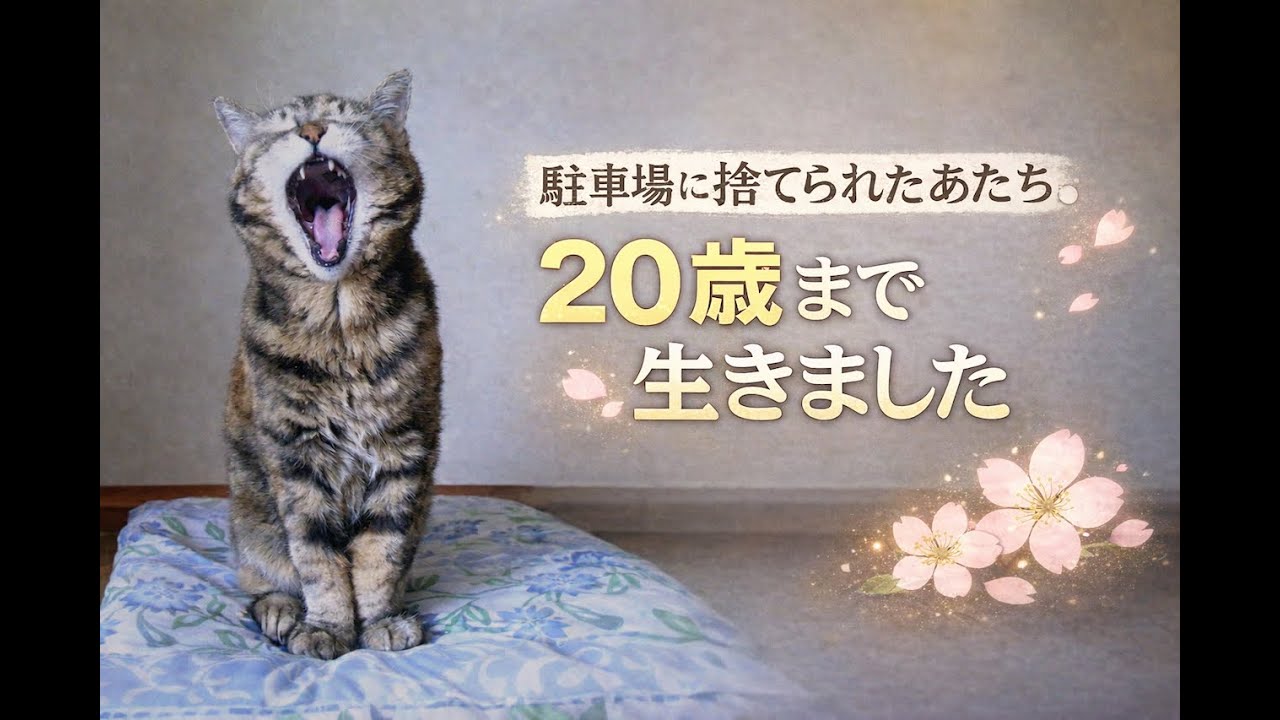 元捨て猫だけど20歳まで生きました
