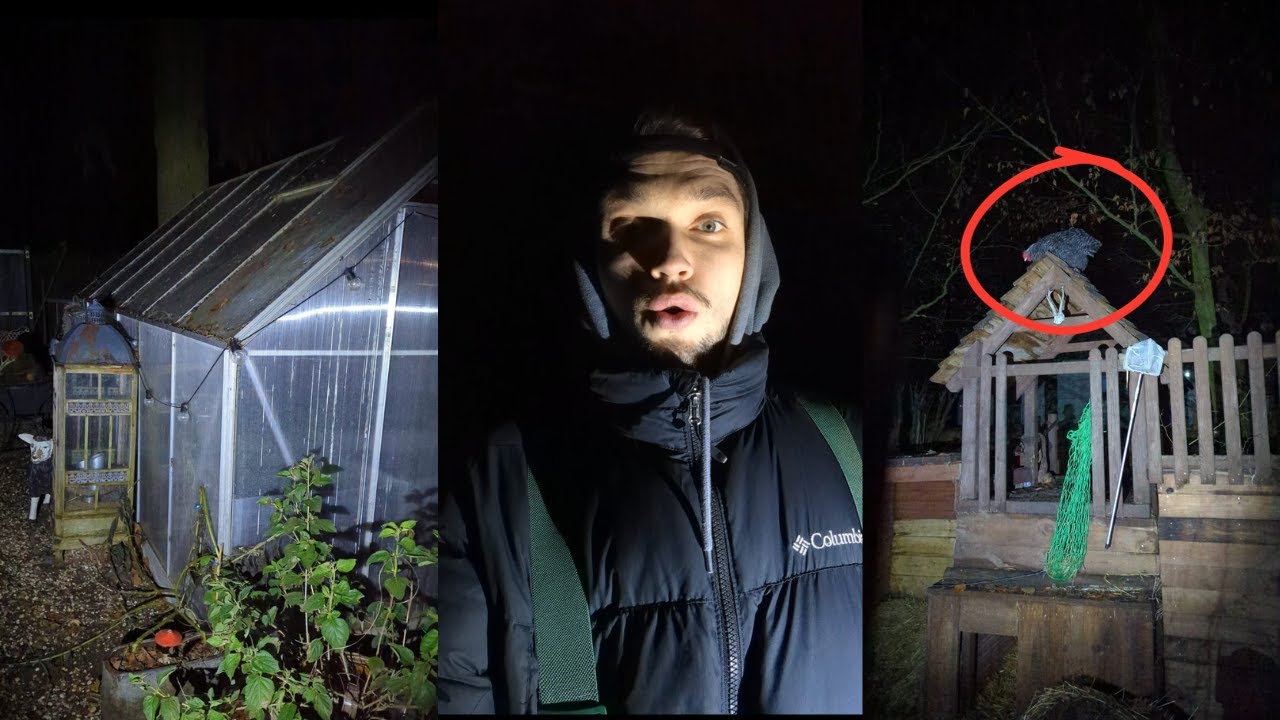 Hühner aus VERLASSENEM GARTEN retten- Nacht und Nebel Aktion 😳