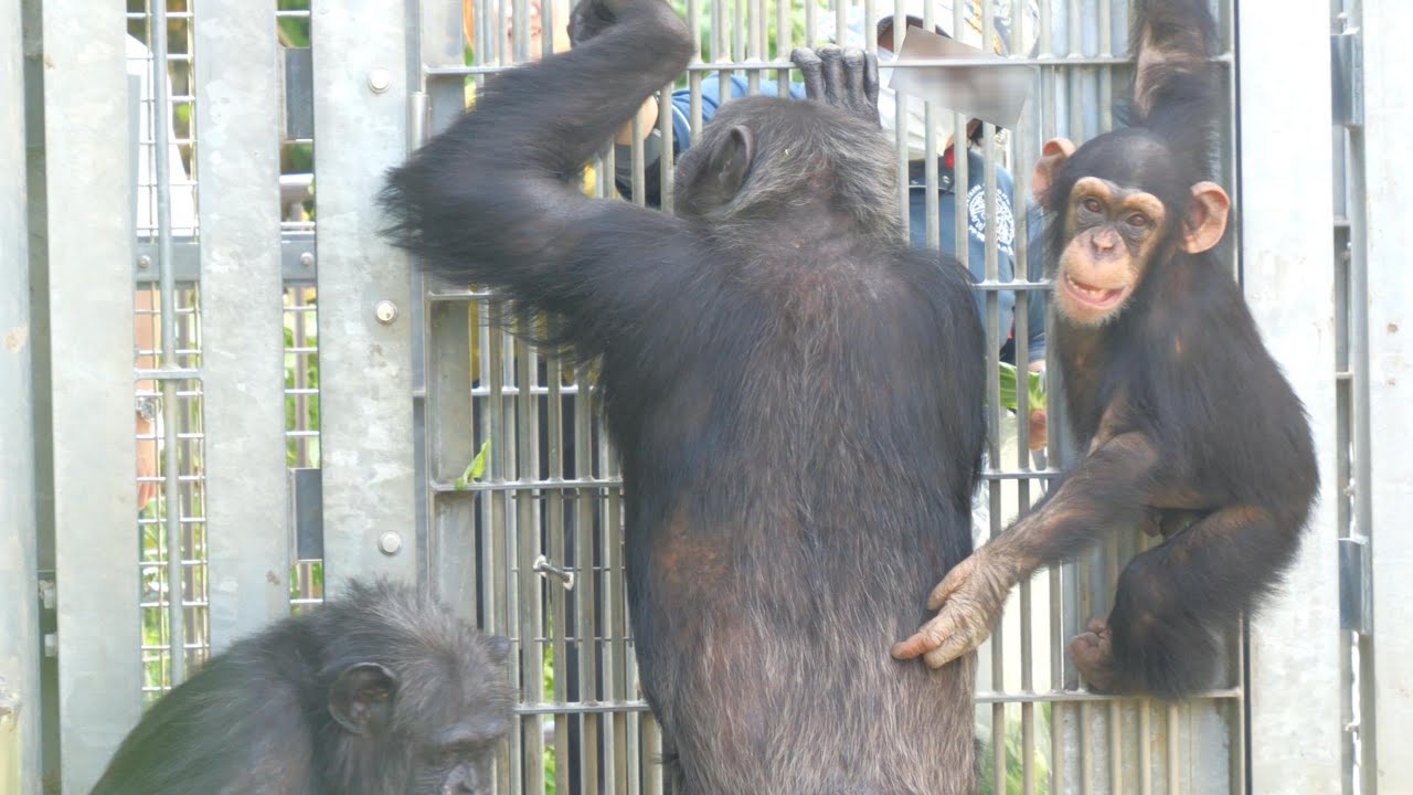 モコイチのいろんなトレーニング　沖縄こどもの国　チンパンジー　202402
