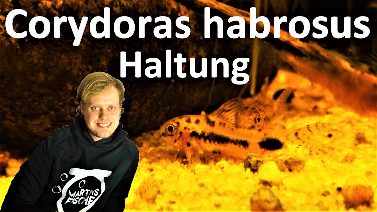 Corydoras habrosus - HALTUNG EINES ZWERGES Der marmorierte Zwergpanzerwels
