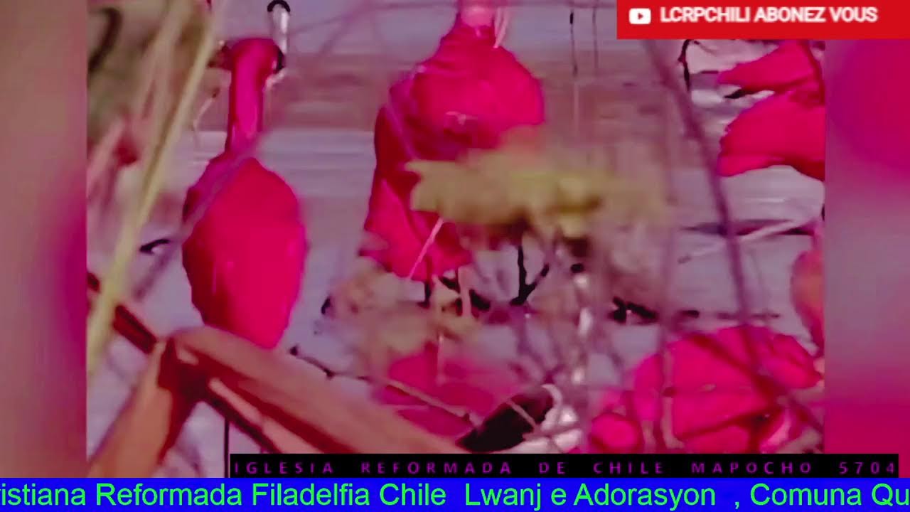 Transmisión en vivo de LCRPCHILI
