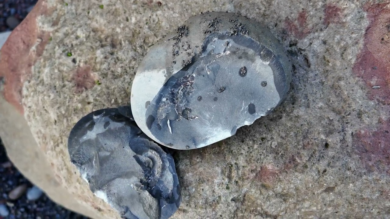 Returning to Saltwick Bay for fossil hunting