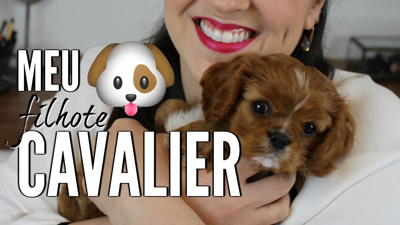 Meu filhote de Cavalier!