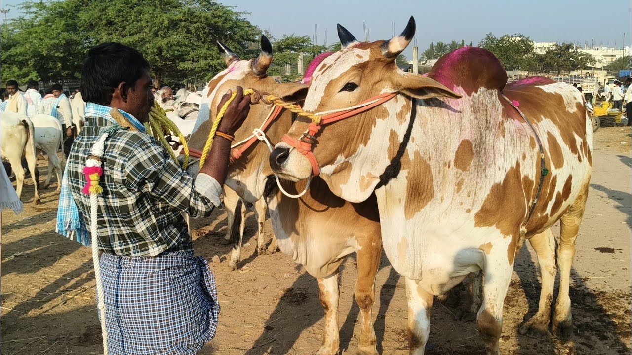 పెబ్బేరు మార్కెట్లో బిగ్ సైజులో ఉన్నటువంటి వ్యవసాయం ఎద్దుల రేట్లు