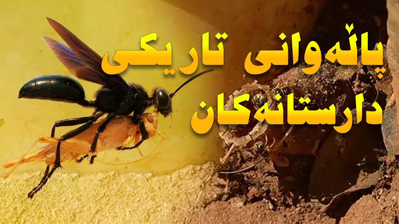 زەردەواڵەی مردارخۆر (Vulture Bee) | ئەو هەنگوینەی لە گۆشتی تەرمی دروست دەکرێ!