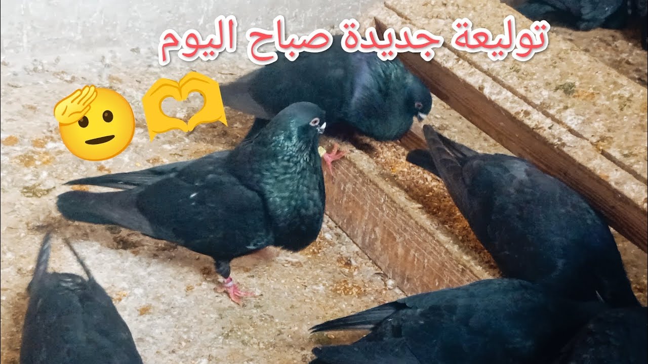 توليعة جديدة صباح اليوم اللهم بارك 