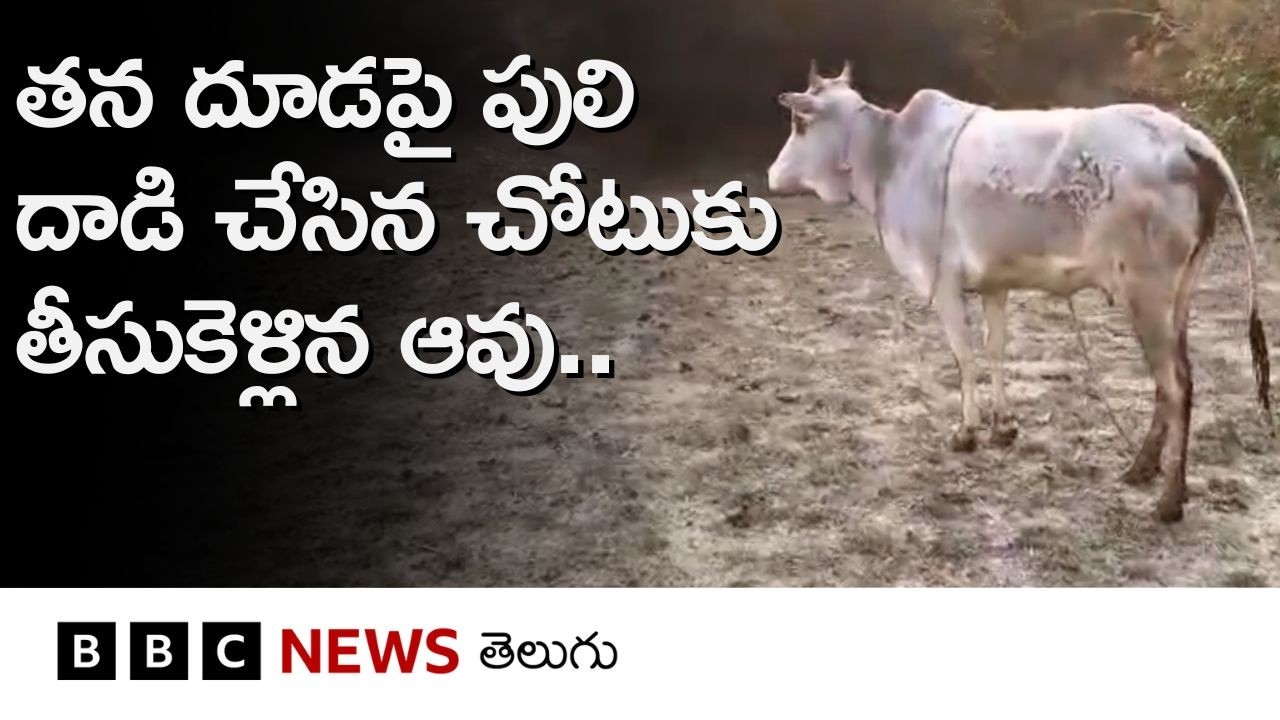 Video: అడవిలో పులి దూడను చంపేసింది, ఆ చోటుకు ఆవు అందరినీ తీసుకెళ్లింది..| BBC Telugu
