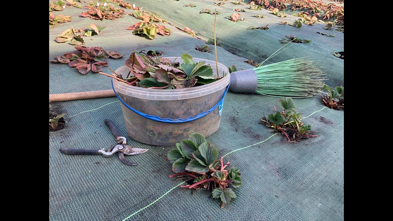 Перше чищення полуниці весною