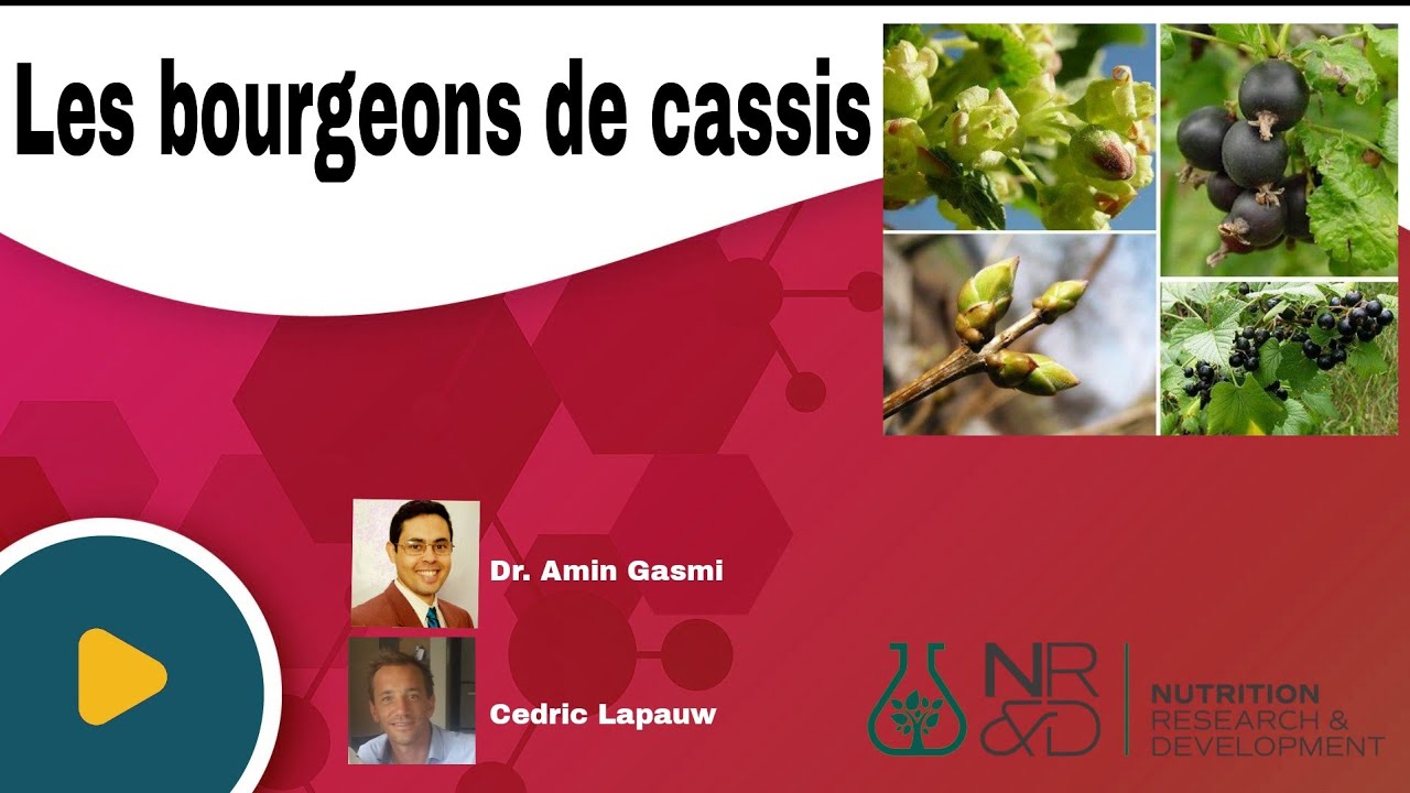 Que contiennent les bourgeons de cassis : polyphénols, cortisol-like, vitamines.