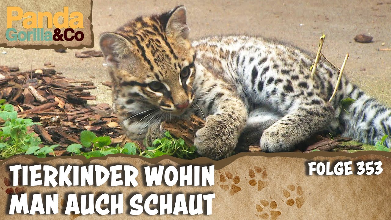 Nachwuchs bei den Elefanten und den Ozelots | Panda, Gorilla & Co.