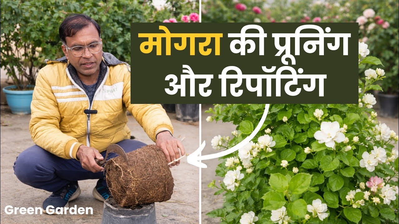 मोगरा Repotting 🌿 | Root Pruning + Hard Pruning | Plant बचेगा या नहीं?