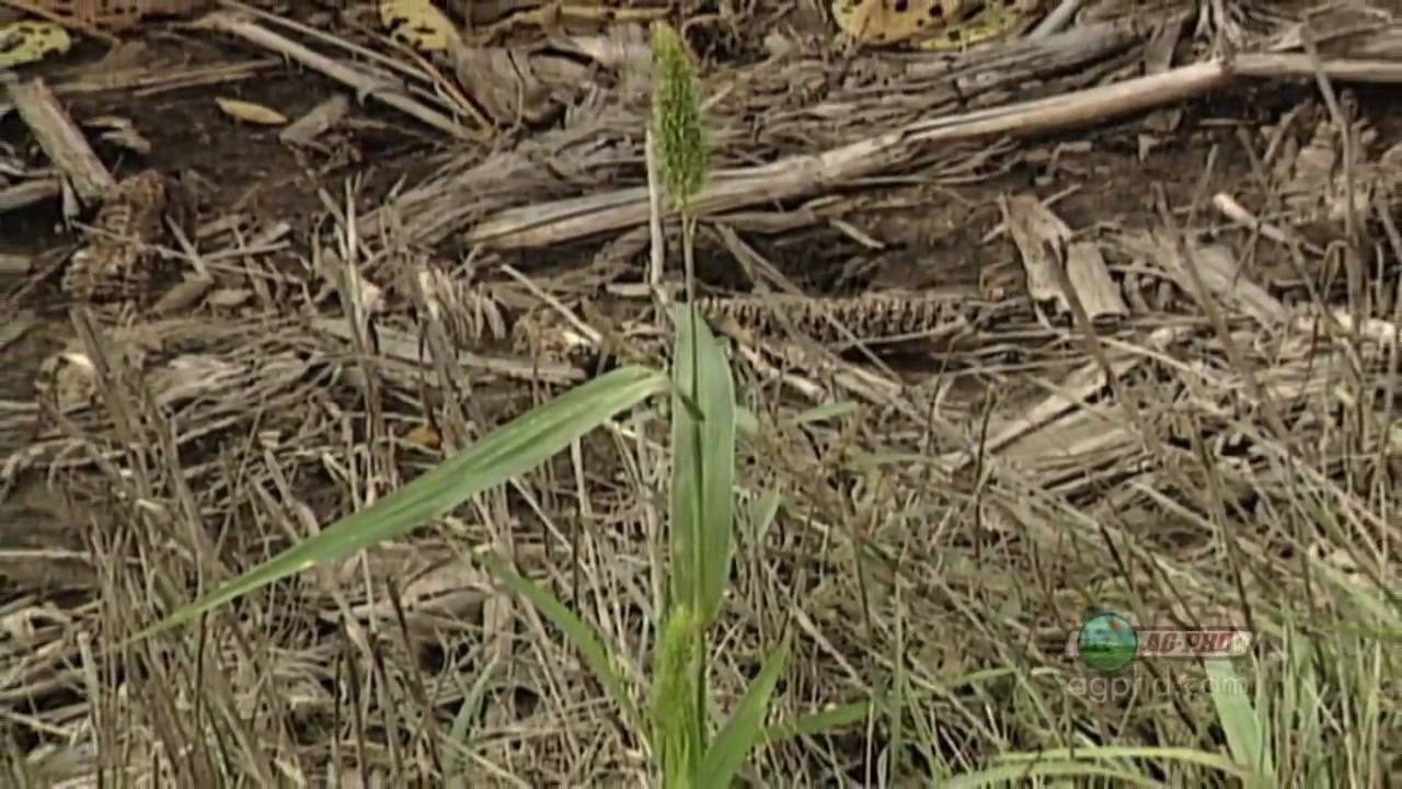 Weed of the Week #628-Giant Foxtail (From Ag PhD #628 4/18/10)