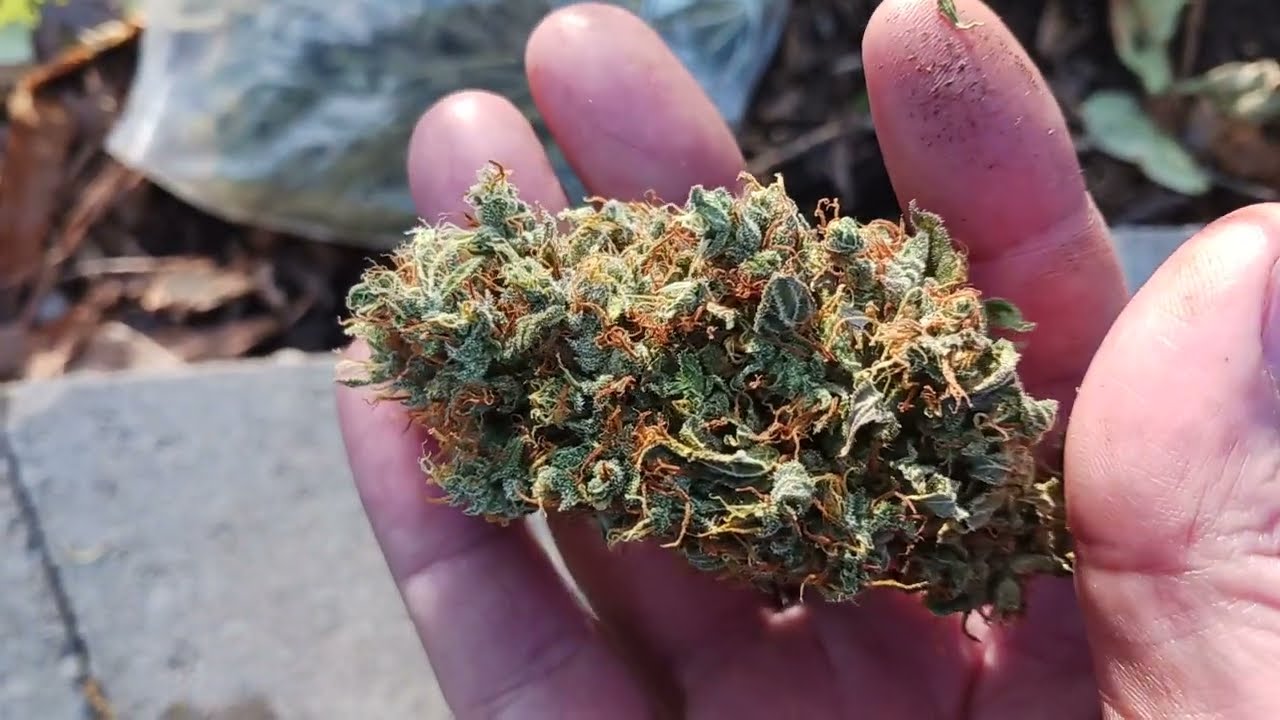 Weed Review #124 OJ Krush x Gelato