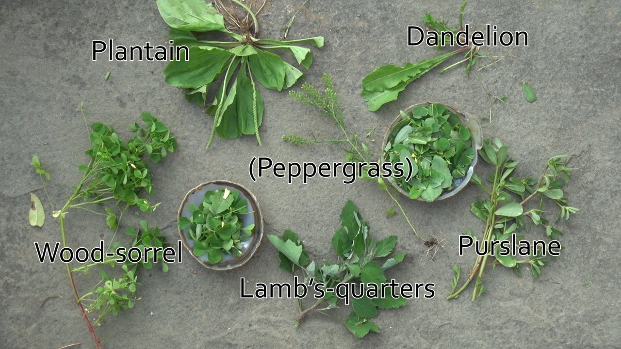 Wild Edibles in the Garden