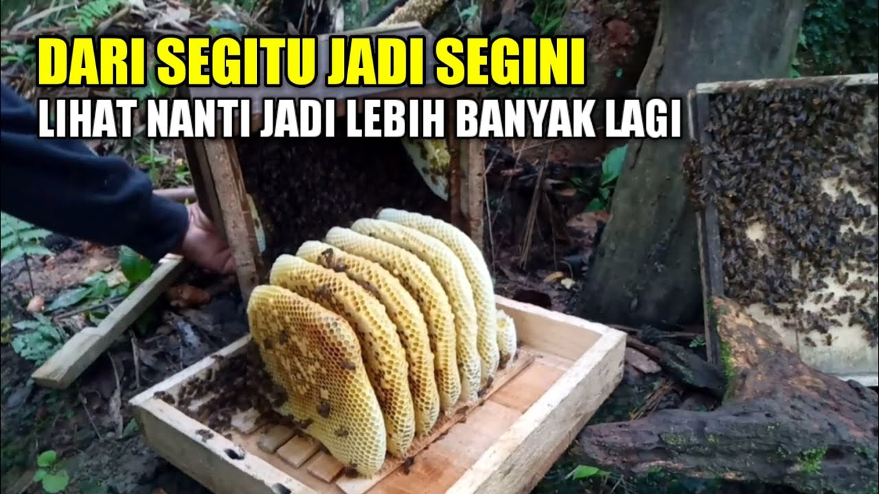Ini bukti dari koloni sedikit pun bisa berkembang seperti ini