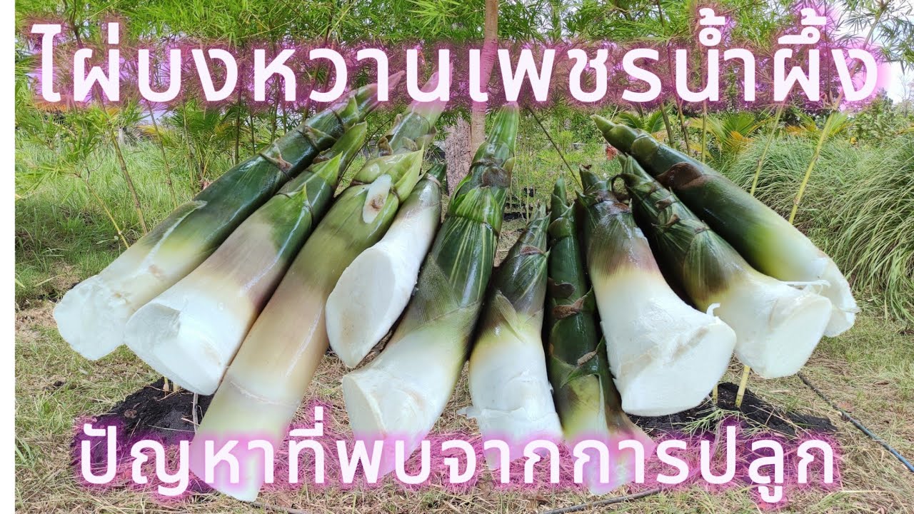 ไผ่บงหวานเพชรน้ำผึ้ง #กับปัญหาที่พบเจอในการปลูก