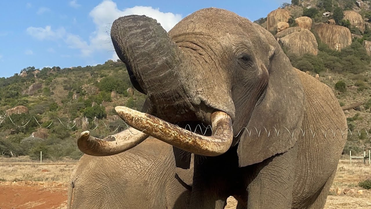 WEEKEND IN THE WILD🐅