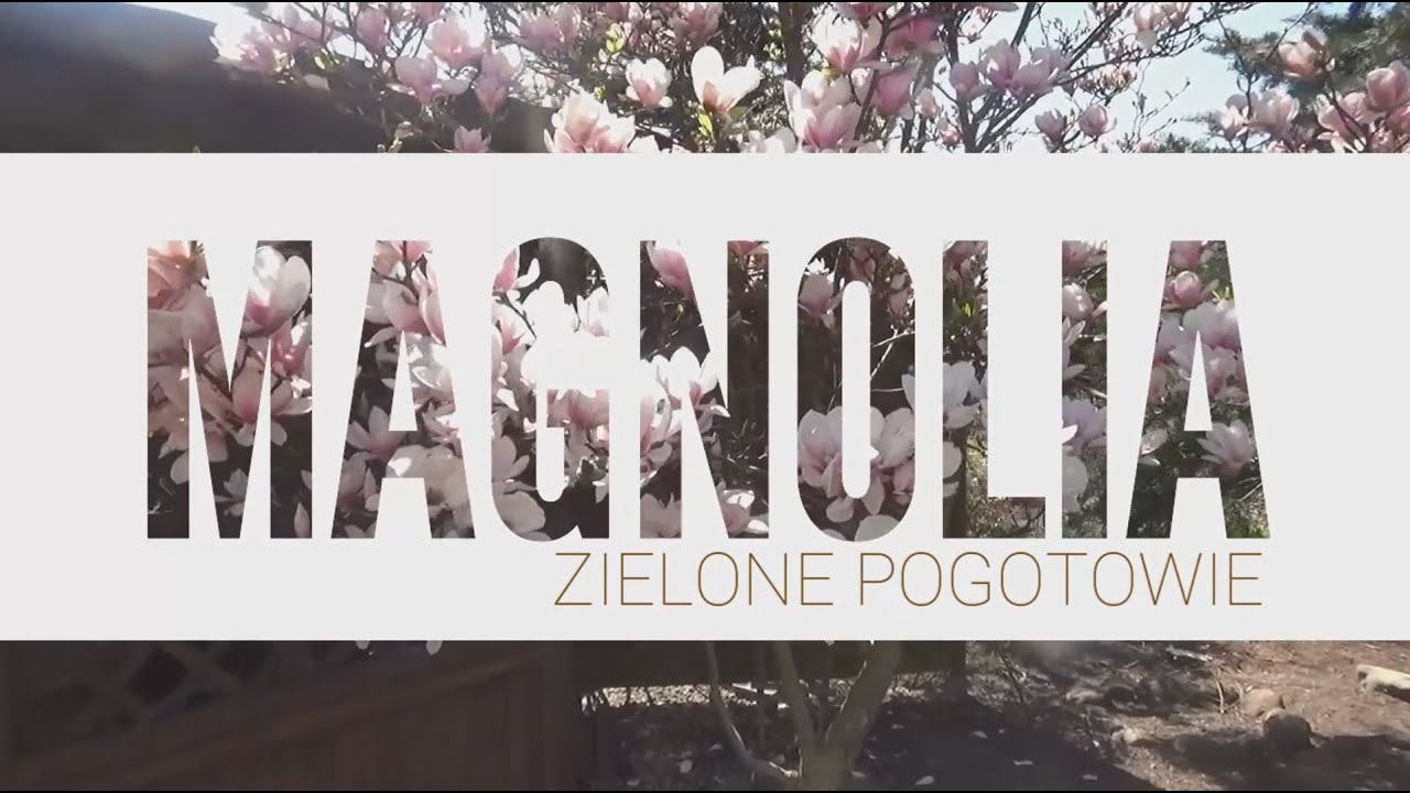 Sadzenie i pielęgnacja magnoli