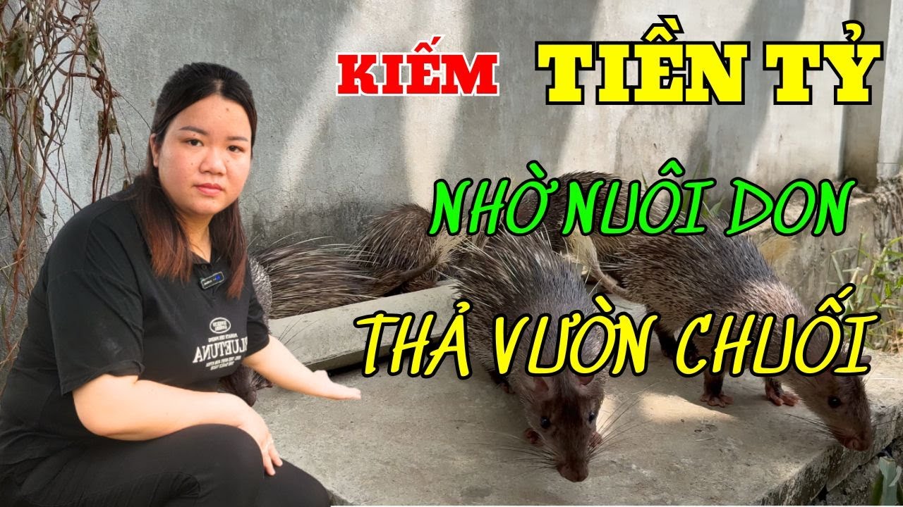 KIẾM TIỀN TỶ NHỜ NUÔI DON THẢ VƯỜN CHUỐI, TRANG TRẠI HỖ TRỢ 200% VỐN CHO BÀ CON CHĂN NUÔI