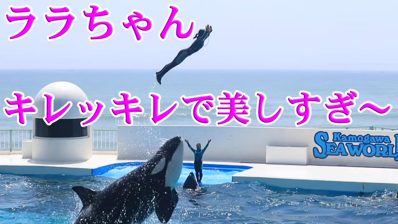 ララちゃんとトレーナーさんの連続技カッコ良すぎ😍 鴨川シーワールド シャチ Orcas at Kamogawa Sea World in Japan