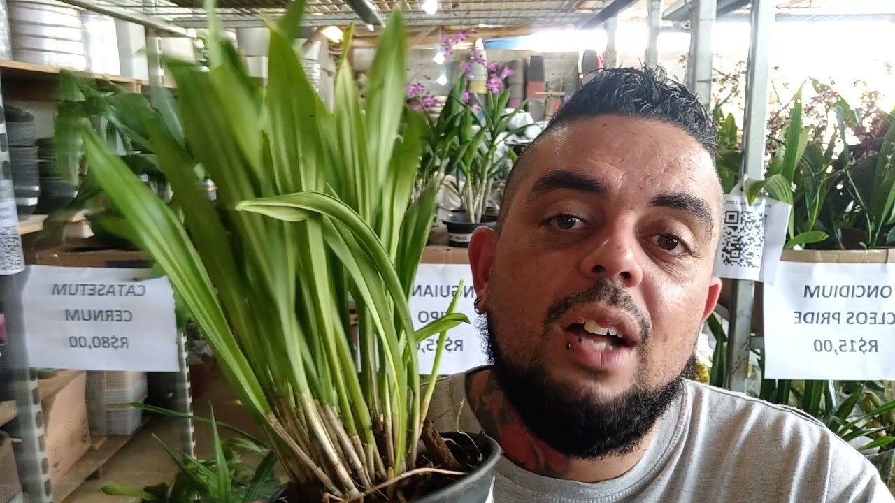 APRENDA A CULTIVAR A ORQUÍDEA CARA DE MACACO