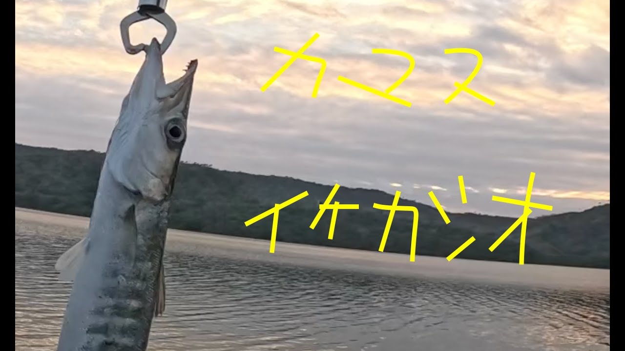 カマス　イケカツオ4匹　沖縄釣り　ダルド100