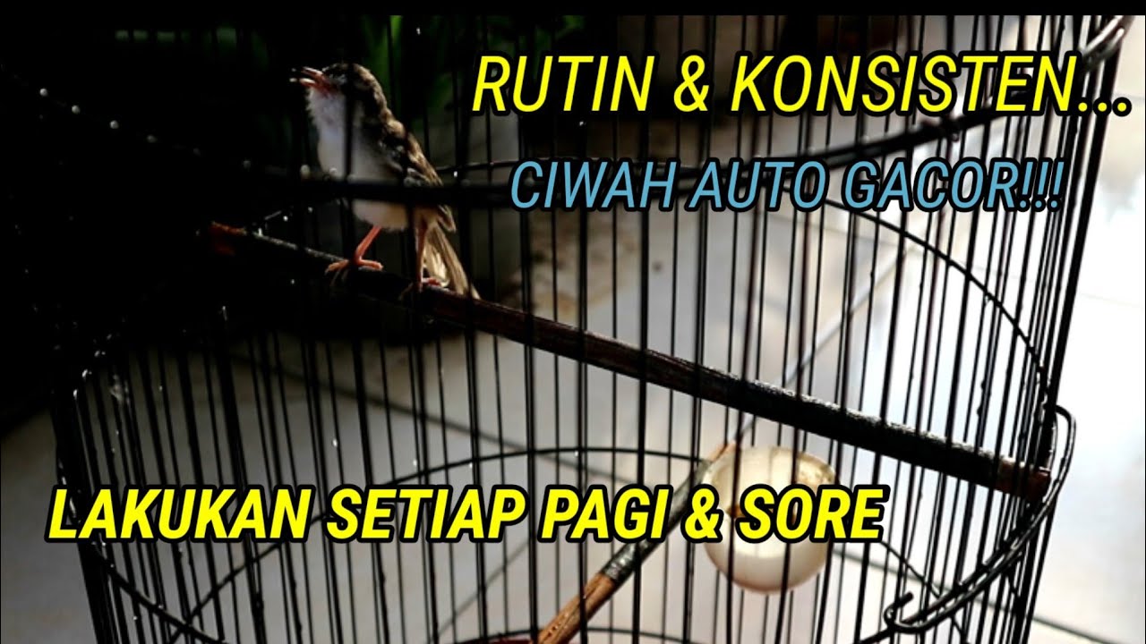 CARA PERAWATAN CIBLEK SAWAH AGAR CEPAT GACOR || PALING AMPUH DENGAN CARA INI.