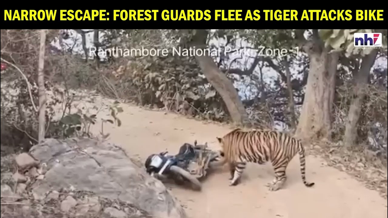 Tiger Attacks Forest Guard&rsquo;s Bike in Ranthambore! Narrow Escape |