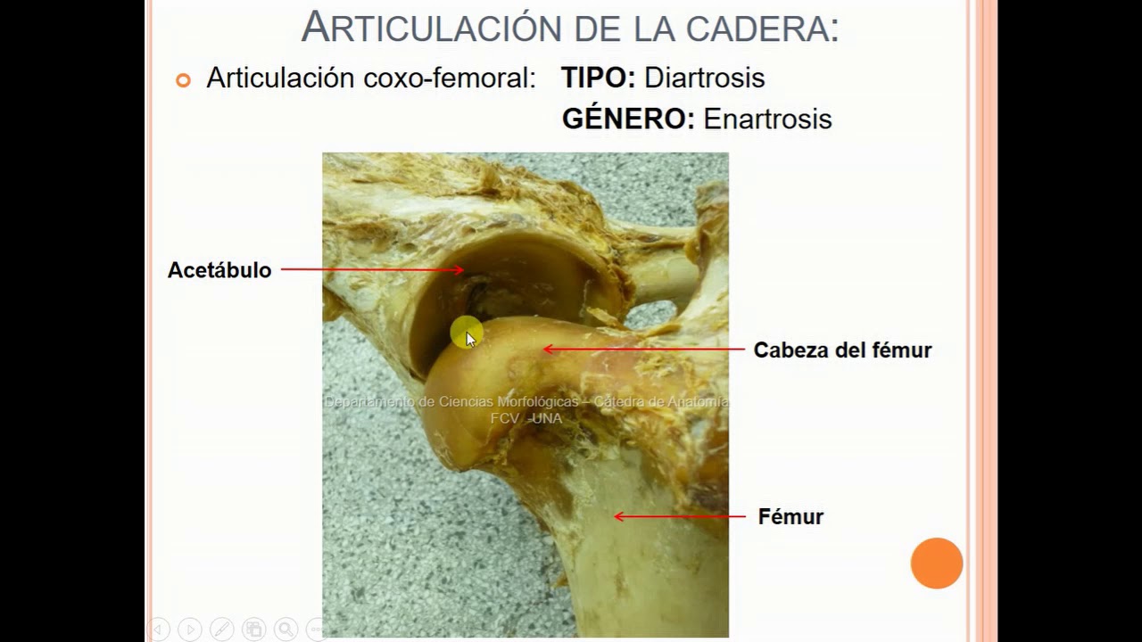 Articulación coxofemoral del equino