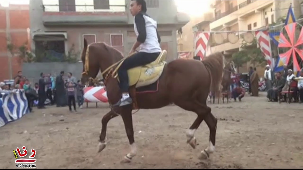 رقص الخيول من حفل زفاف شقيق الفارسة عبير مجدي ببلقاس