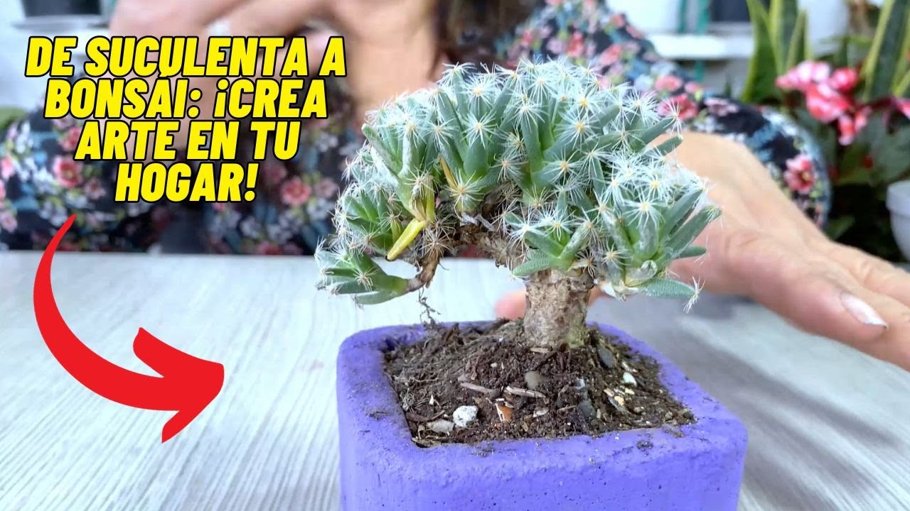 Transforma una Suculenta en un Impresionante Bonsái: Guía Paso a Paso