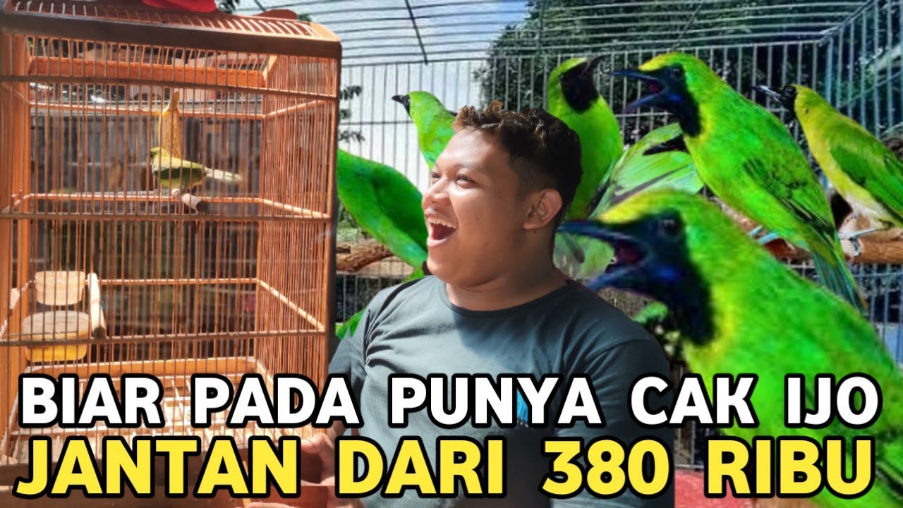BIAR PADA PUNYA CAK IJO BAHAN RASA GACOR JANTAN CUMA DARI 380 RIBU DI PASAR BURUNG PRAMUKA 