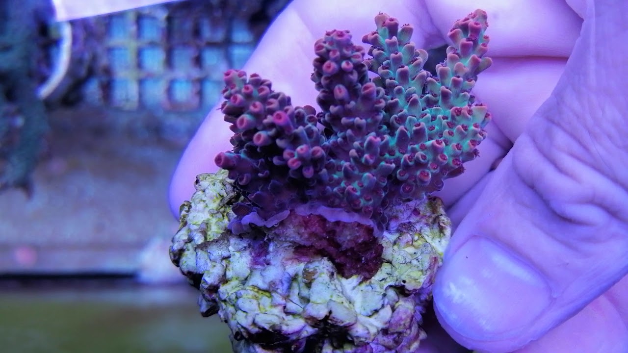 Acropora Microclados strawberry shortcake coral gandalf