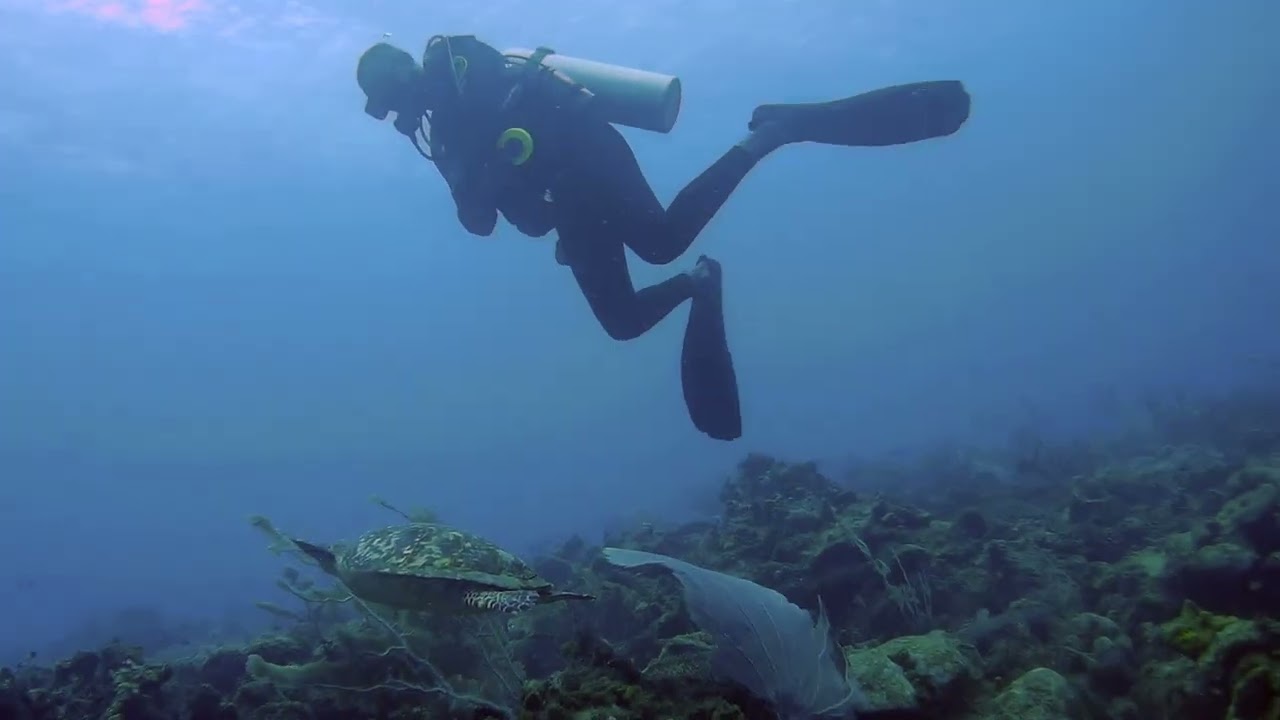 Barbados 2026  - The Diving Edition