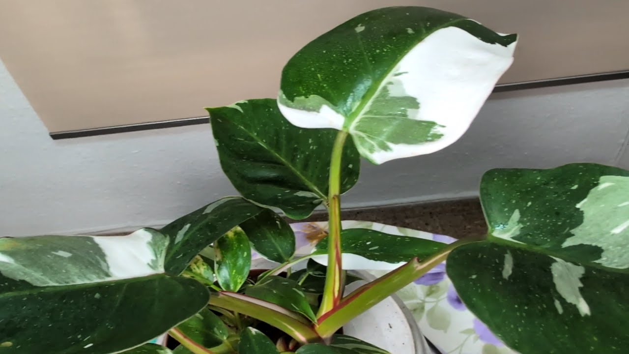 🙋😜PHILODENDRON WHITE PRINCESS y sus cuidados