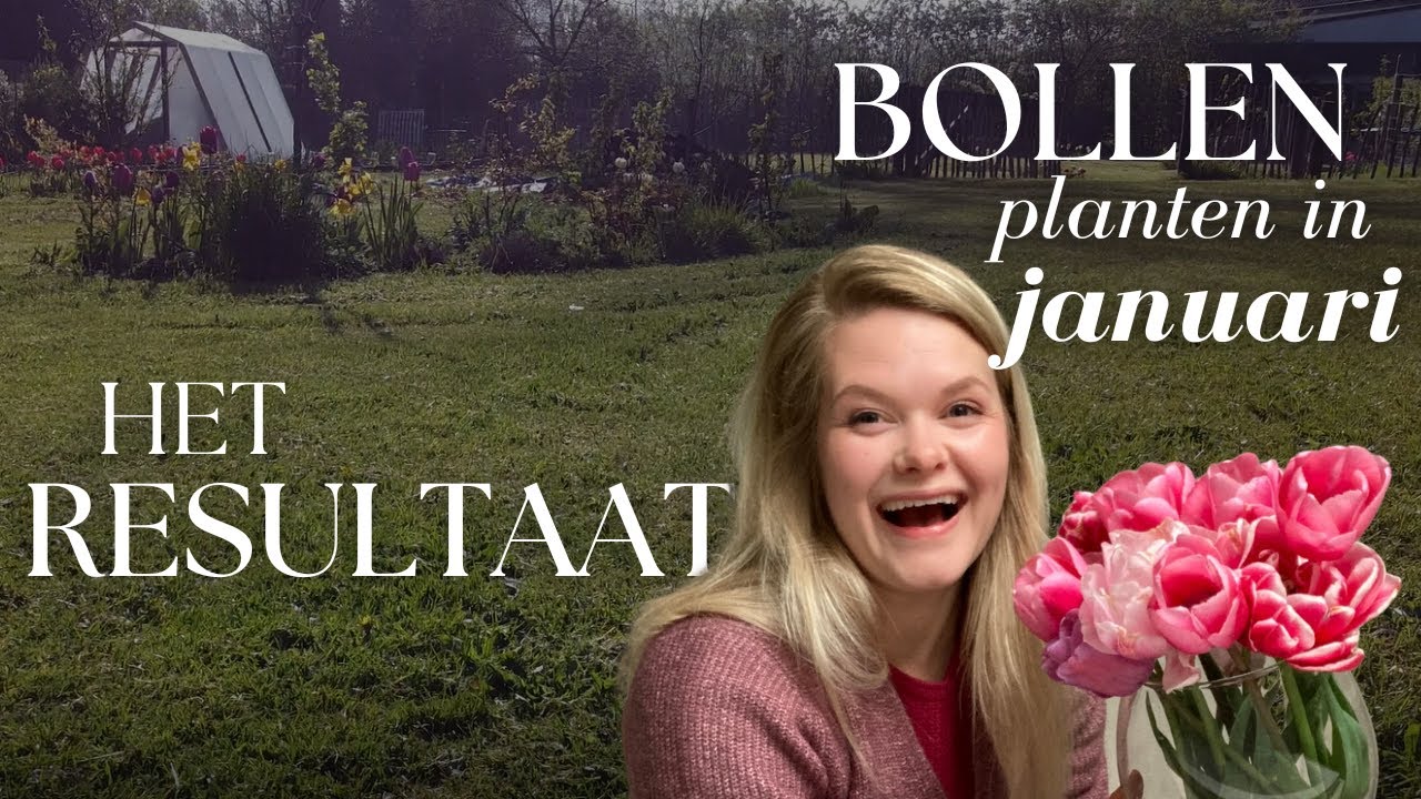 Bollen planten in januari: is dat te laat? Mijn tulpen update!