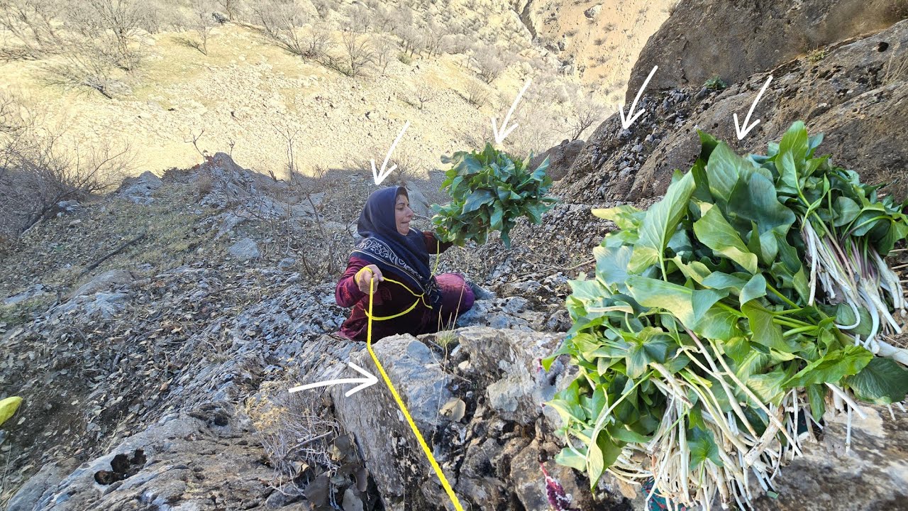 Esmat's Exciting Journey to Collect Kardeh Plant in the Zagros Mountains 🌿🏞️