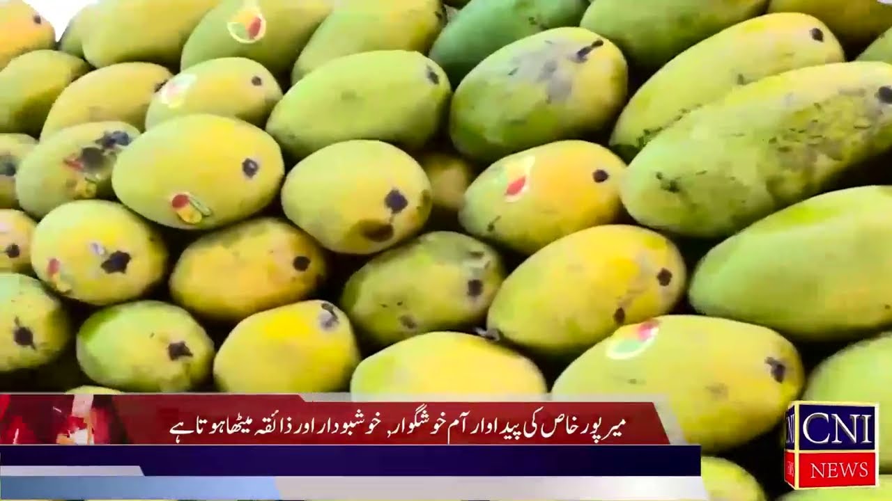 King of Fruits Honey Pakistani Mango in UK Markets | Popular Demand | Special report | CNI News
