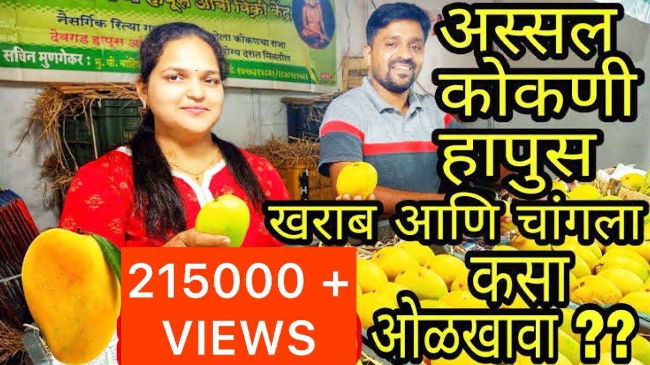 अस्सल कोकणी हापूस खराब आणि चांगला कसा ओळखायचा ? 🥭🥭 हा व्हिडिओ पहा आणि सर्वच जाणून घ्या😱Amba