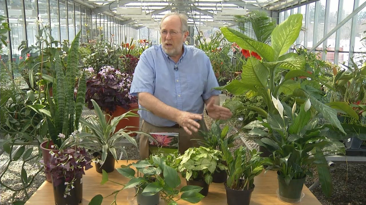 Plantes d'intérieur pour pouces noirs | Dans mon Jardin