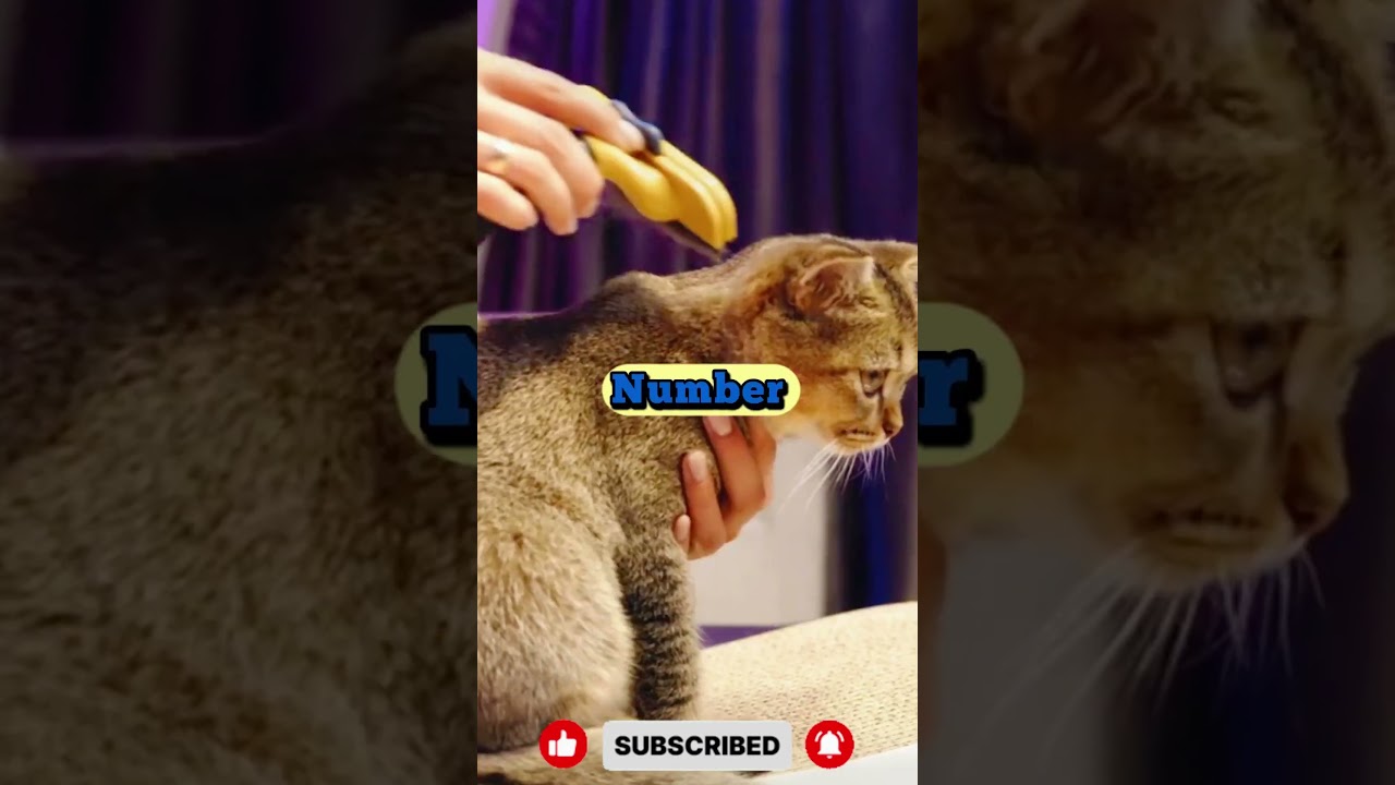 New Cat Owners Beware These 3 EARLY WARNING Signs