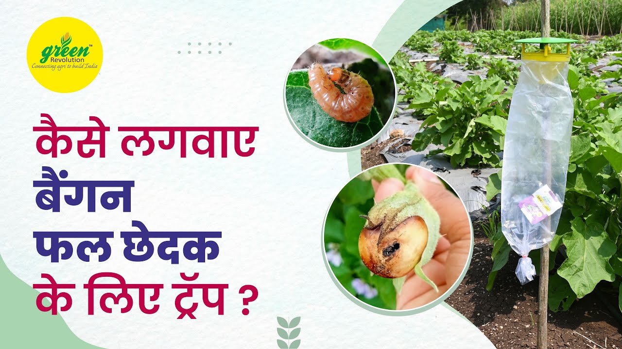 How to control Brinjal shoot and fruit borer | Leucinodes orbonalis pheromone lure | Brinjal Trap