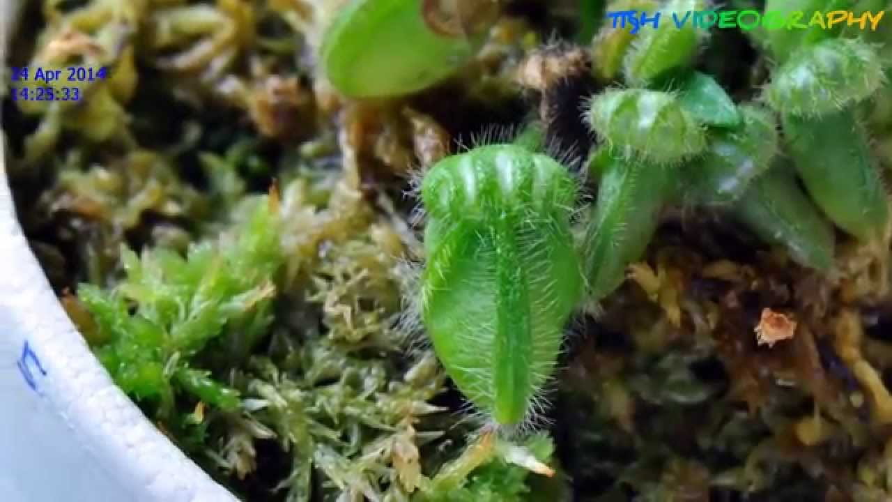 Cephalotus Follicularis in macro time lapse (Pitcher in 74 days)