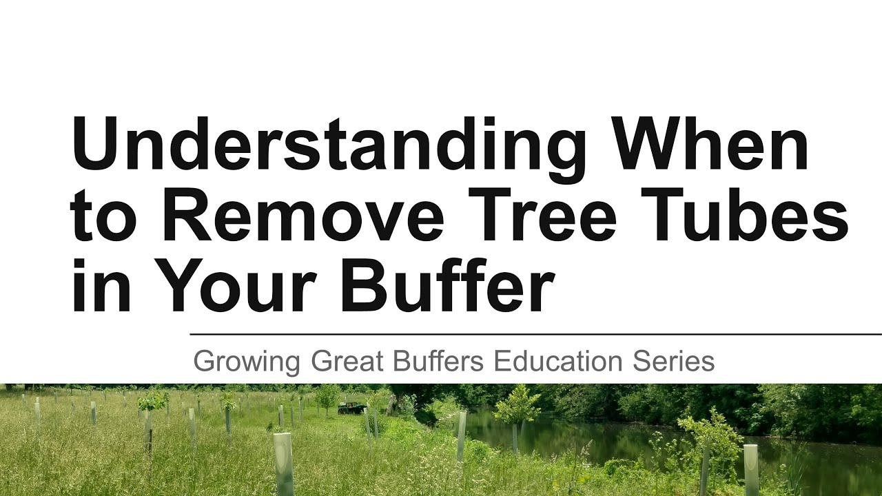 GGB: Understanding When to Remove Tree Tubes in Your Buffer