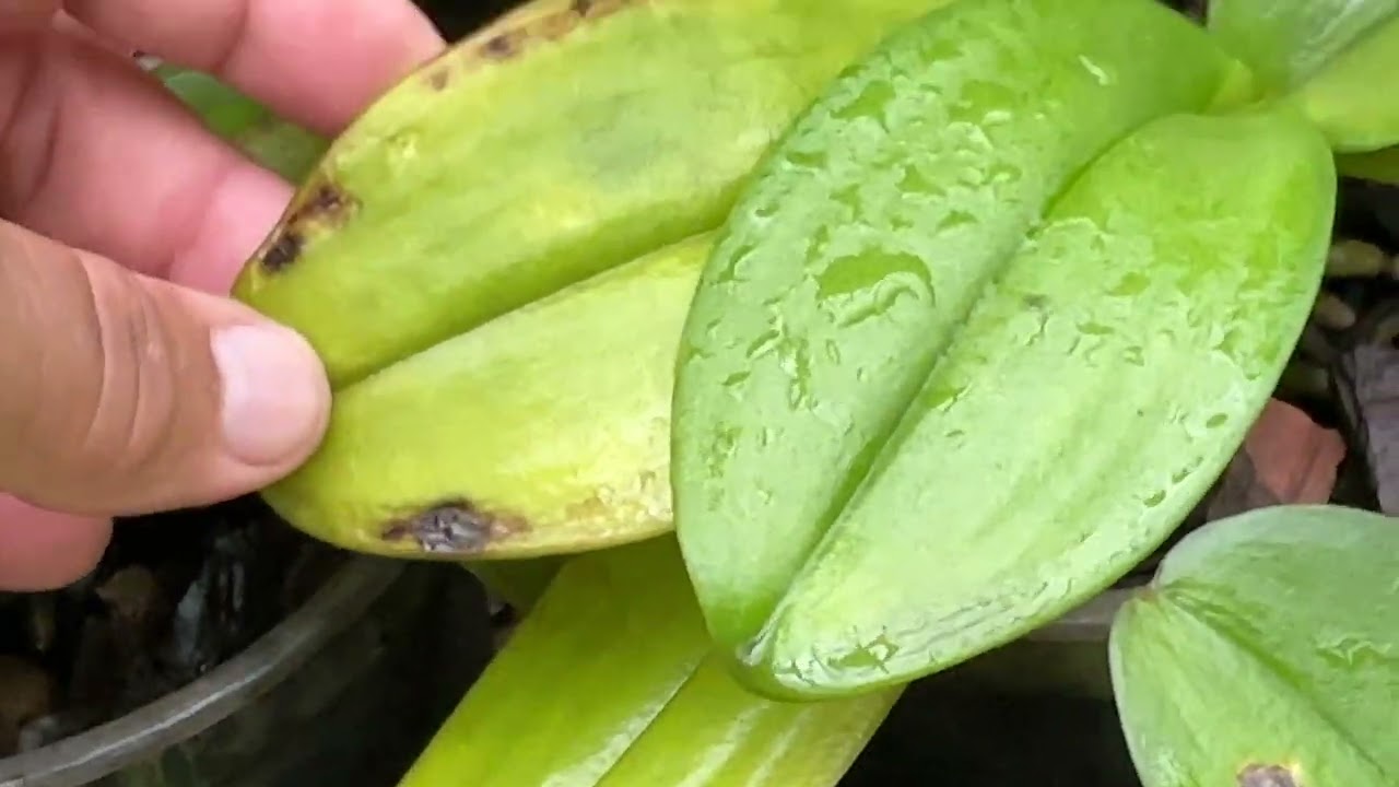 COMO CULTIVAR PHALAENOPSIS 