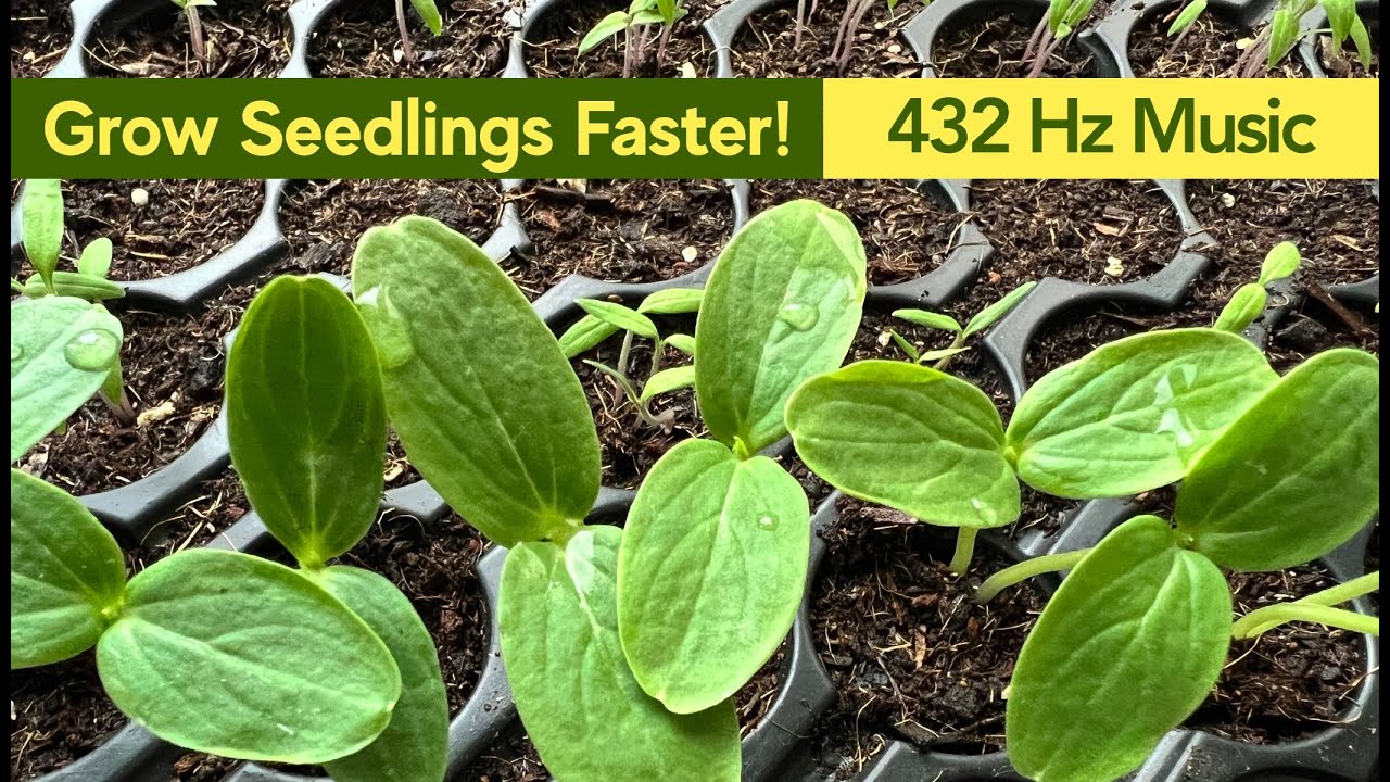 432 Hz Music for Seedlings Germination 🌱 Stimulate Plant Growth and Boost Energy Naturally