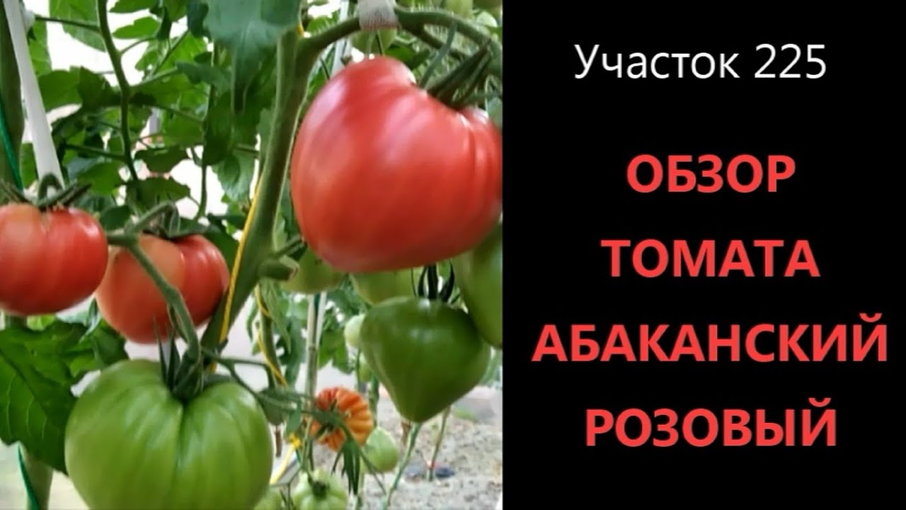 Томат Абаканский розовый. Обзор сорта. Выращивание томата в Сибири.