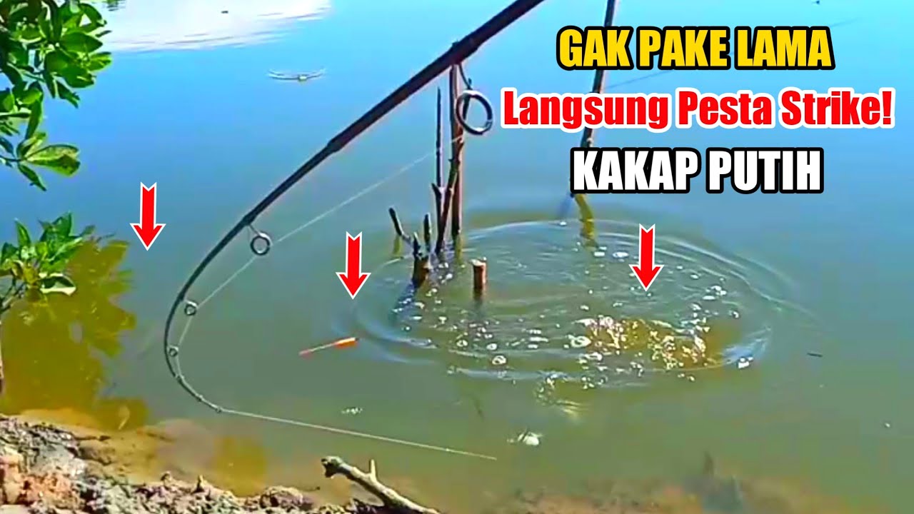Mancing kakap putih di tambak pakai pelampung umpan udang hidup