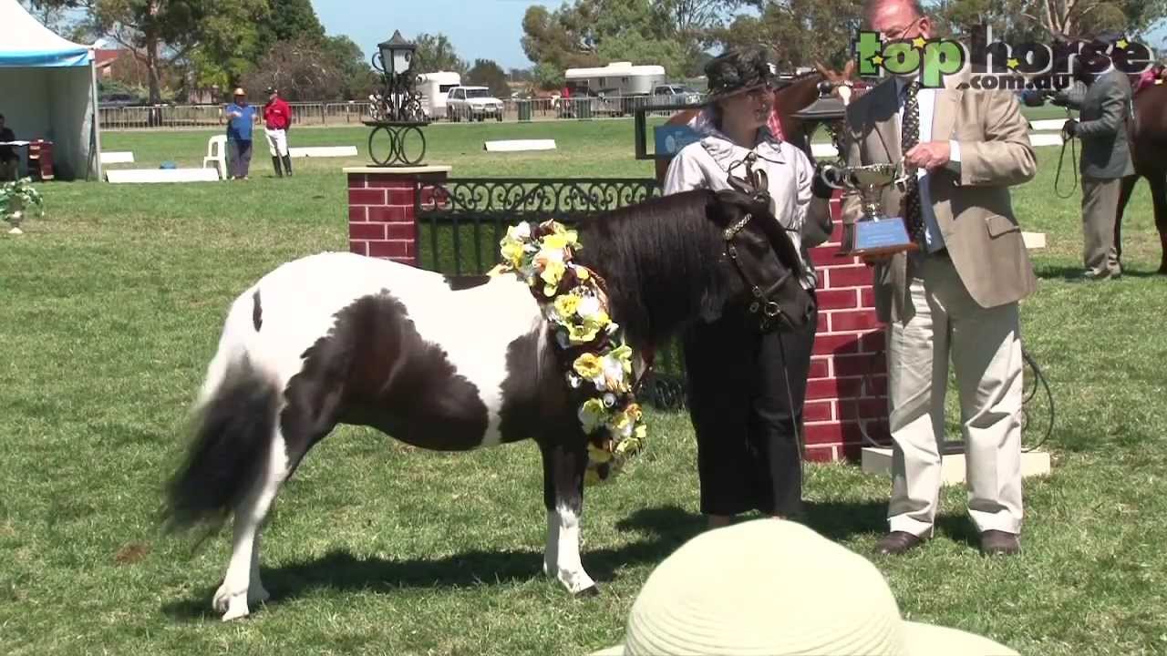 Royal Melbourne Horse Show 2014 -  Best of Show in Hand